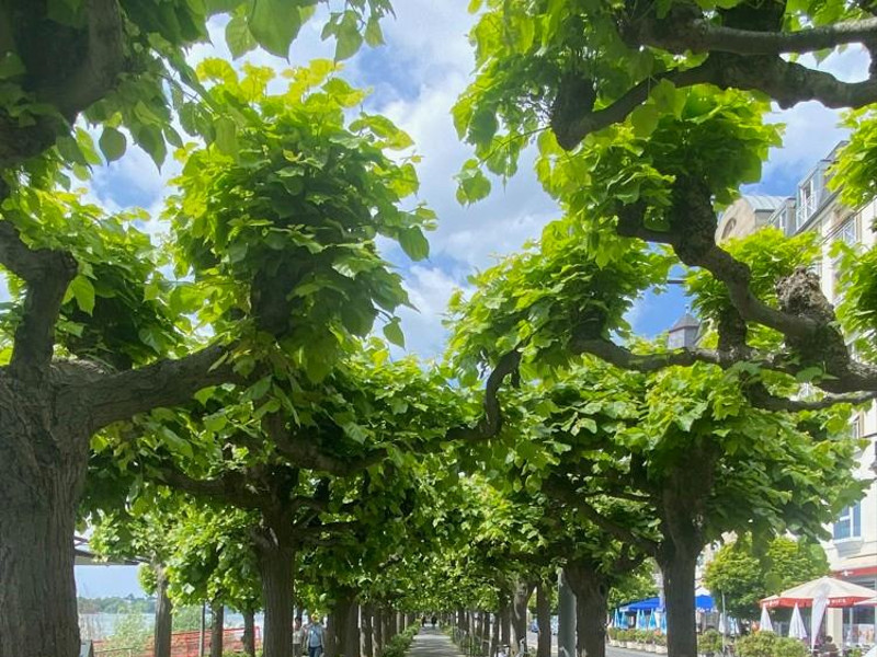 Fußläufig zur Rheinpromende