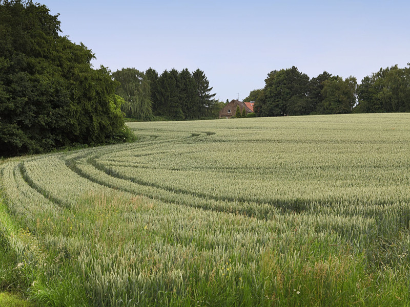 grüne Umgebung